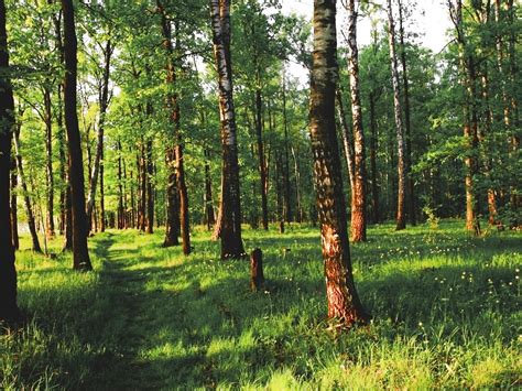 Forest Tree 的图像结果