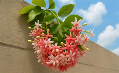 त्वचा पाचन बुखार और डायबिटीज से निजात दिलाने में मददगार है मधुमालती ...