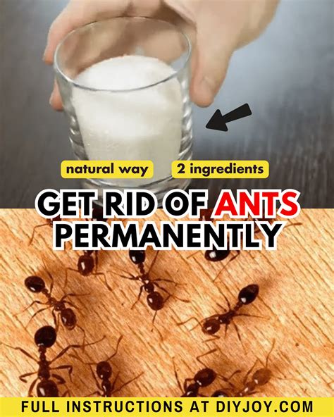 A Natural Way To Get Rid of Ants in Your House Permanently - DIY Joy