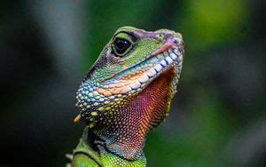 Wallpaper lizard, iguana, reptile, mimicry, stone hd, picture, image