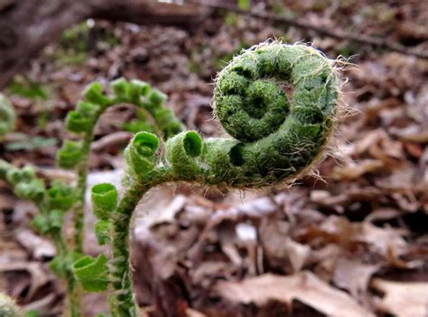 Image result for fiddlehead