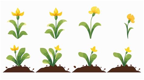 Image result for Flower Evolution Simulator