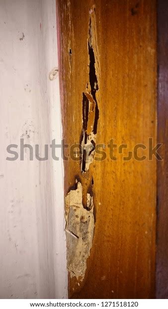 Termites at Windows 的图像结果