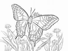 malvorlage schmetterling erwachsene ausmalbilder schmetterling zum ausdrucken kostenlos f 252 r malvorlage schmetterling erwachsene ausmalbilder schmetterling zum ausdrucken kostenlos f 252 r