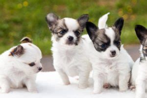 Image result for Dual Screen Desktop Monitor