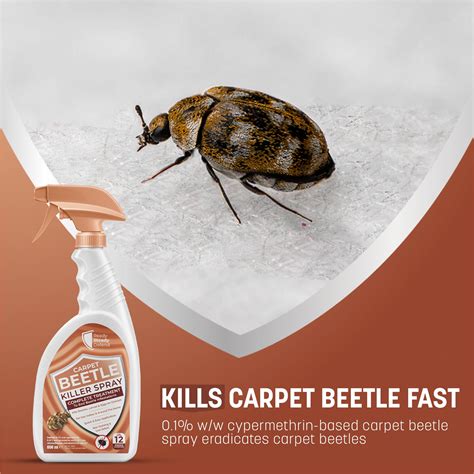 Carpet Beetle Eggs Carpet Beetles PEST UK