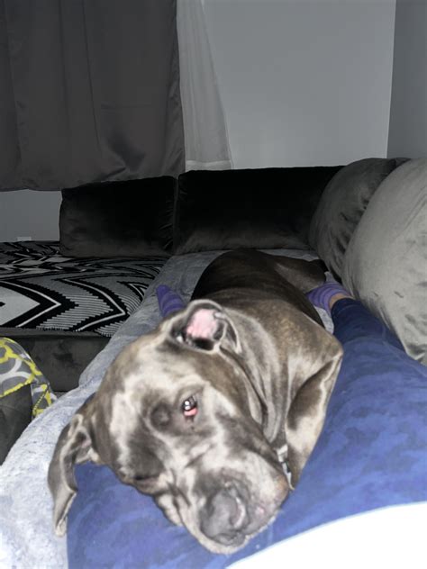 How do y’all pronounce Cane Corso? : r/CaneCorso