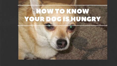 Signs Your Dog Is Hungry