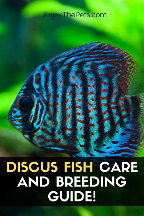 Rezultat imagine pentru Discus Care Guide