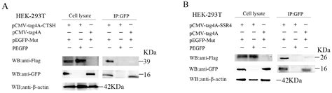 Network of Interactions between the Mut Domains of the E2 Protein of ...