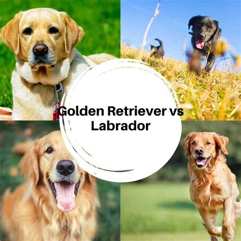 Golden Retriever vs Labrador ¿Cuales son las diferencias?