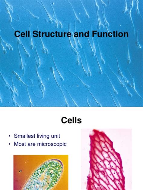 Cell Parts and Function | PDF | Cell (Biology) | Cell Membrane