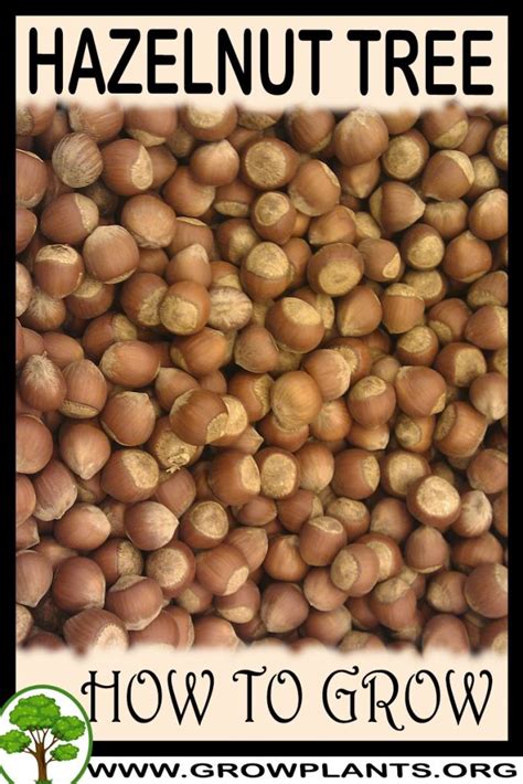 Hazelnut tree - How to grow & care