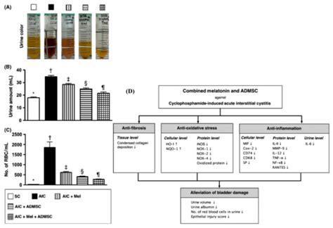 Application of Adult and Pluripotent Stem Cells in Interstitial ...