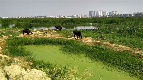 Desilting Varthur Lake