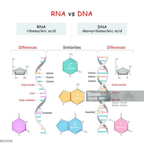 Dna Vs Rna Comparison Similarities And Differences Stock Illustration ...