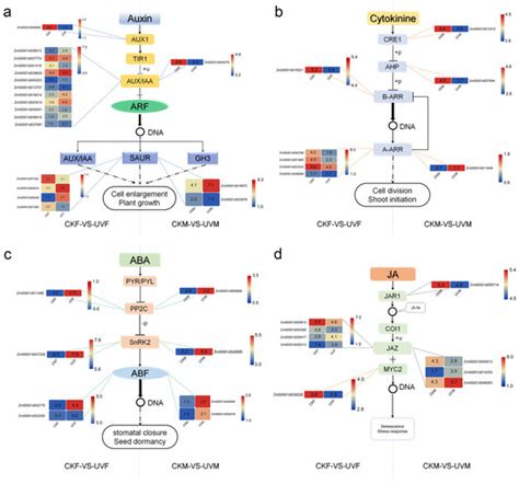 Comparative Transcriptomics Reveals the Molecular Mechanism of the ...