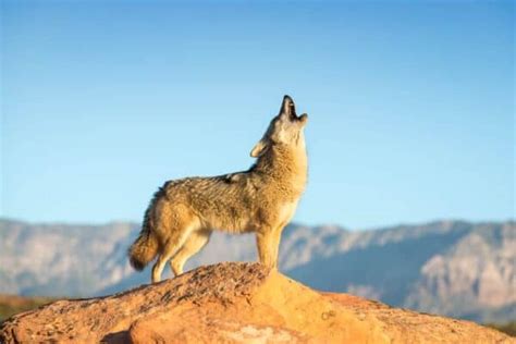 Unveiling the Coyote’s Enigmatic Symbolism in Native American Lore