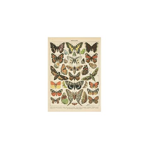 Buy Popular Vintage French Types of Papillons Butterflies Set; Two ...