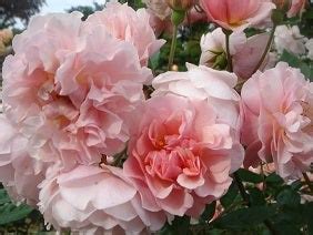 Image result for Numerical Coding System