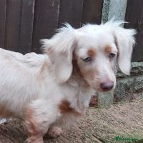 English cream Miniature Dachshund puppies for sale | Pets4Homes
