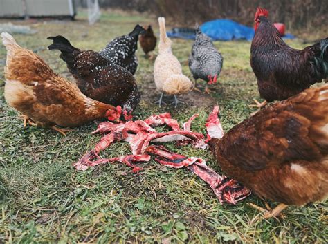 5 Protein Sources for Chickens (Especially While Molting!)