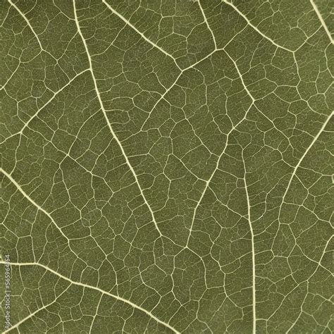 Image result for Leaf Texture High Resolution