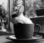 Image result for Bunnies in Cups