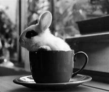 Image result for The Bunny Tea Cup Bunnies