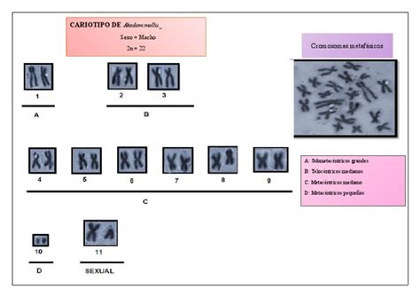 Image result for Research Code Sheet Example