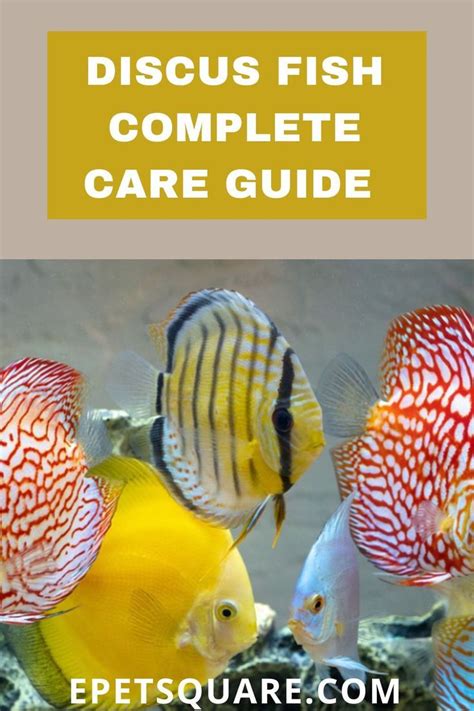 Image result for Discus Fish Care Guide