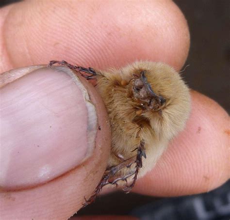 Borzoi Life on Tumblr