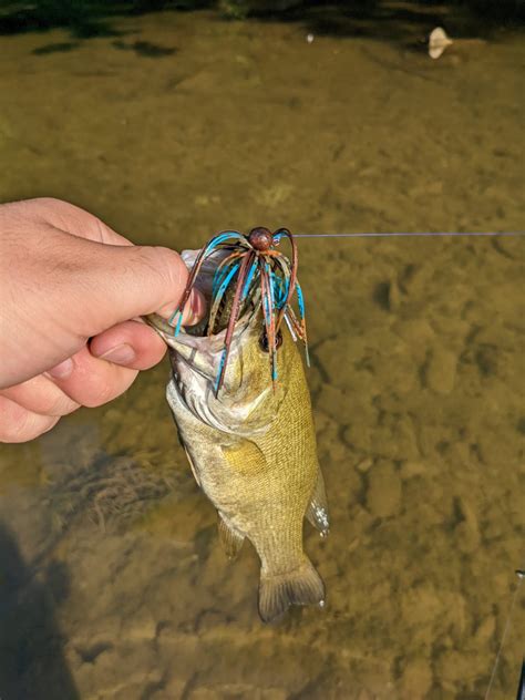 Bass Jigs: A Complete Guide To The Best Bass Lure
