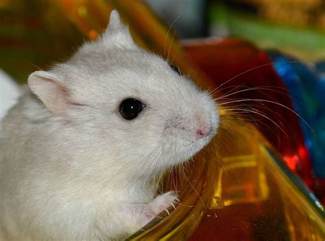 Dwarf Hamster Life Expectancy - Hasma