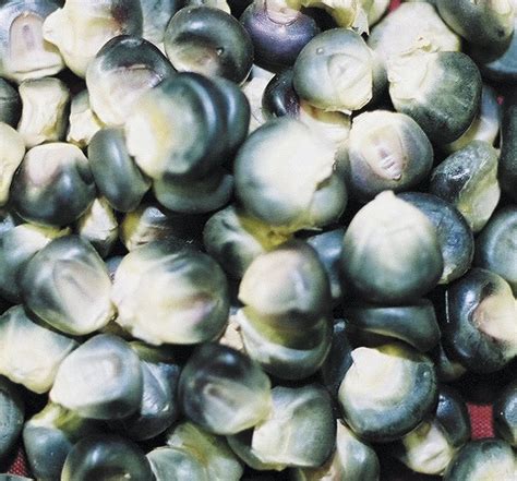 Traditional Hopi Blue Corn Paper-Thin Bread Recipe