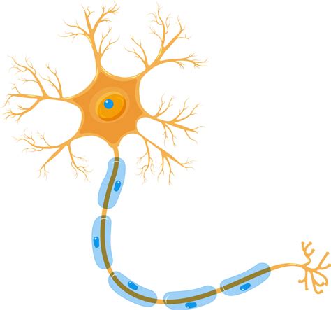 a neuron is a cell of the nervous system. Detailed brain cell, orange ...