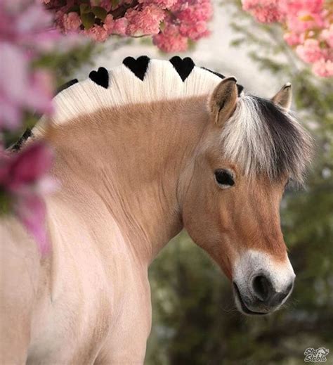 Pin by Melissaski on Heste | Cute horses, Animals beautiful, Cute horse pictures