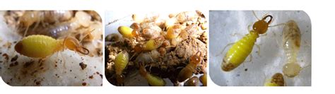 Verminex pest control W.L.L