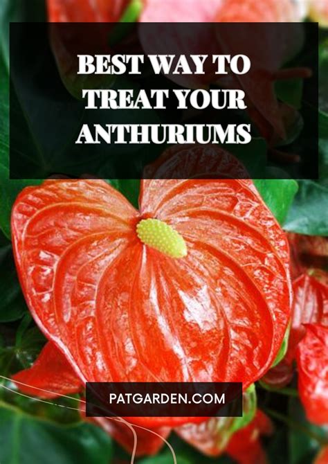 The anthurium plant care guide – Artofit
