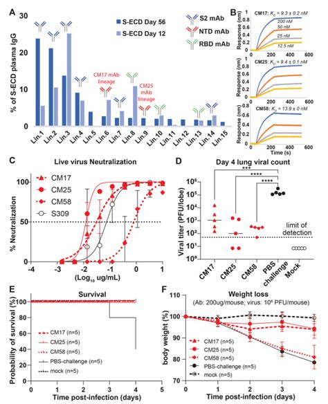 Prevalent, protective, and convergent IgG recognition of SARS-CoV-2 non ...