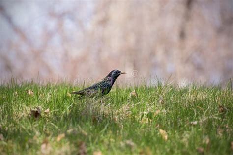 椋鸟坐在草中的一个领域 库存图片. 图片 包括有 鸟舍, 羽毛, 多伦多, 本质, 庭院, 草坪, 敌意 - 129318371