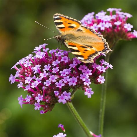 Buy purple top Verbena bonariensis: Delivery by Waitrose Garden
