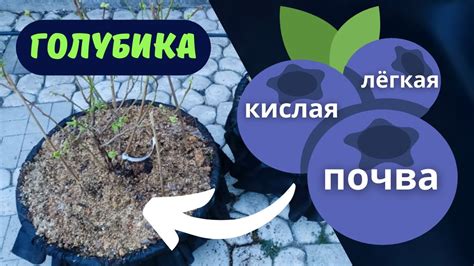 ГОЛУБИКА садовая ПОСАДКА В КОНТЕЙНЕР почва удобрение подкисление ...
