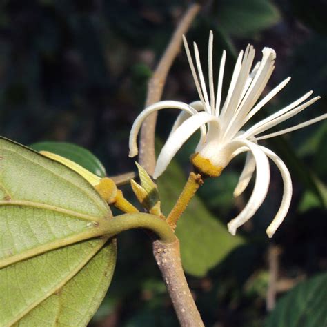 Ankolam ( Alangium salviifolium ) Medicinal Plant – M-Tech Gardens
