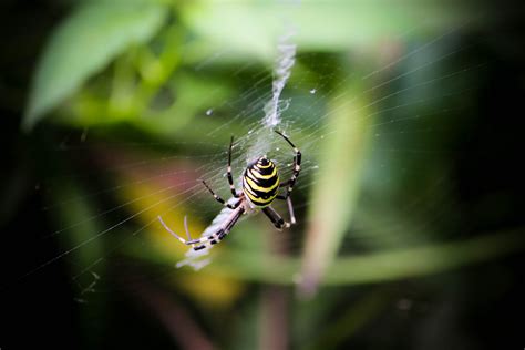 Argiope spider - PixaHive