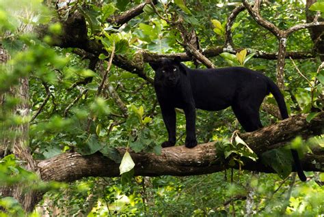 Animal Black Panther Cat Shocked Local Spots 'black Panther' In West