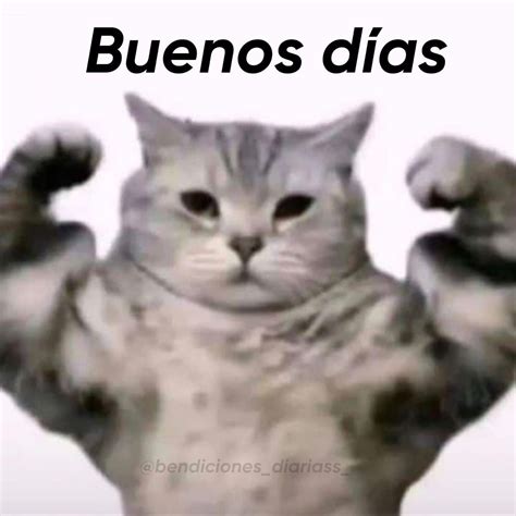 Bendiciones Diariass on Instagram: "Sabaduki" | Cat memes, Silly cats ...