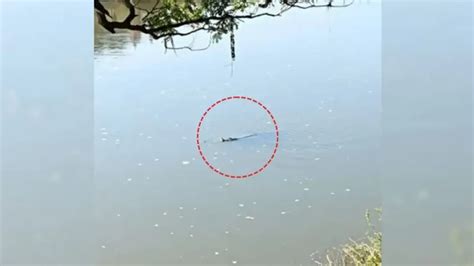 Crocodile scare grips villagers in Puri after sighting in river