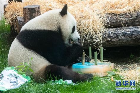 惬意！旅俄大熊猫“如意”和“丁丁”VLOG上新_腾讯视频
