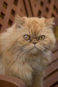 gatto persiani gatto persiano rosso tutte le caratteristiche dogalize gatto persiani gatto persiano rosso tutte le caratteristiche dogalize